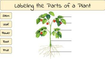 Preview of Google Slides: Labeling the Parts of a Plant
