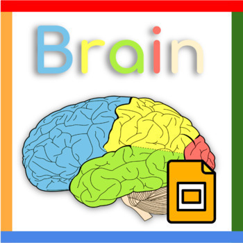 Preview of Google Slides ™︱Parts of the Brain Presentation