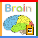 Google Slides ™︱Parts of the Brain Presentation