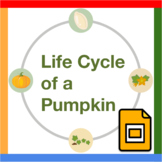Google Slides ™︱Pumpkin Life Cycle Presentation