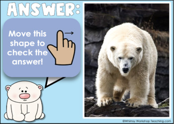 Animal Facts: Polar bear