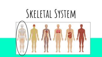 Preview of Google Slides - The Skeletal System 