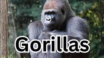 Preview of Gorillas Zoology Engaging PowerPoint Presentation with Animal Photographs