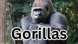 Gorillas Zoology Engaging PowerPoint Presentation with Ani