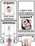 Grade 1 CKLA Domain 2:The Human Body Core Vocabulary Cards