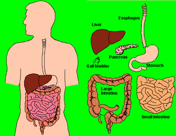 High School Animal Structure and Function- Digestive Systems ! | TpT