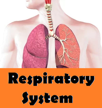 Preview of High School Biology- Animal Structure and Function- Respiratory System !