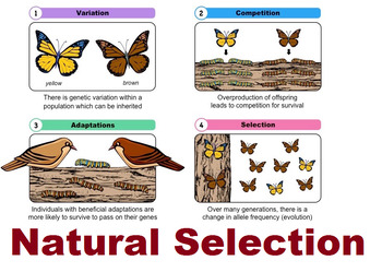 28 5 Points Of Darwins Natural Selection Worksheet - Worksheet Database