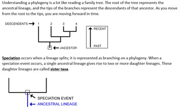 30 Phylogenetic Tree Worksheet High School - Notutahituq Worksheet
