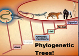 Phylogenetic Trees and Cladograms High School Biology Evol