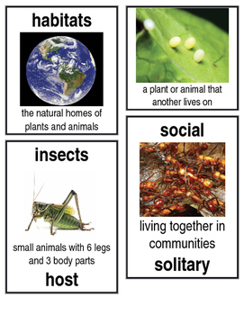 Preview of Grade 2: Domain 8: Insects Common Core Vocabulary Image Cards