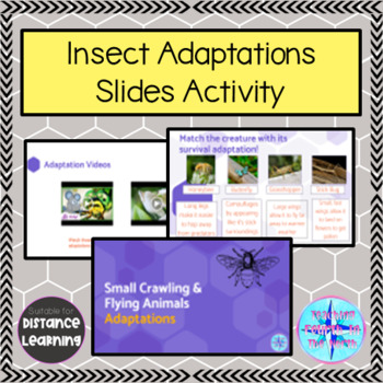 Preview of Grade 2 Science Alberta - Crawling & Flying Animals - Insect Adaptations