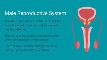 grade 5 puberty reproductive systems worksheets by get