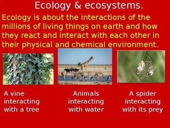 Preview of Grade 8 Ecology, ecosystems, feeding and food chains in PowerPoint