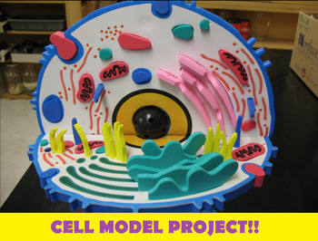 Cell Model Project Worksheets Teachers Pay Teachers