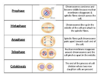 Preview of Grade 9-11 Mitosis and Meiosis Mix and Match Card Game