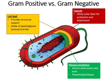 gram positive vs gram negative mesosome