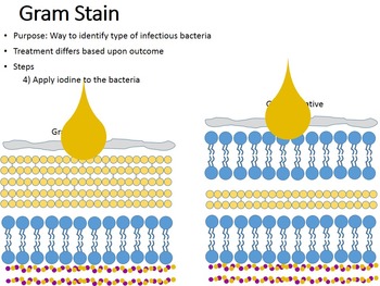 gram stain for gram positive vs gram negative