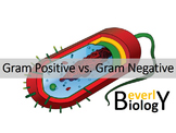 Gram Stain - Gram Positive vs. Gram Negative