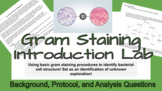 Gram Staining Introduction Lab