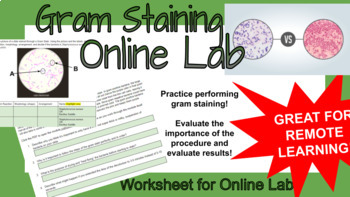 Preview of Gram Staining Online Lab Worksheet