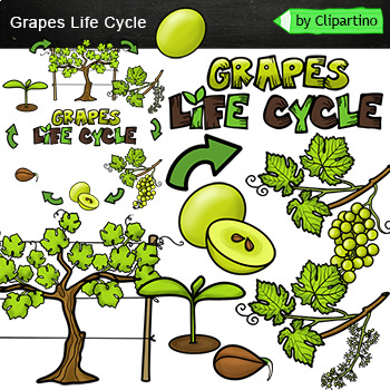 Preview of Grapes Life cycle Clip Art/ Plant life cycle clipart commercial use
