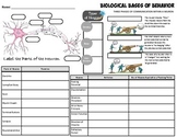 Graphic Organizer - Biological Bases of Behavior