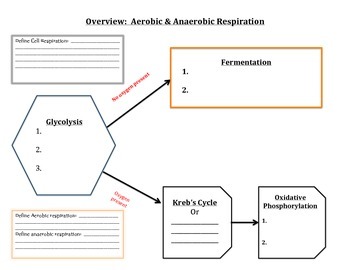 Preview of Graphic Organizer:  Cell Respiration (Aerobic & Anaerobic Respiration)