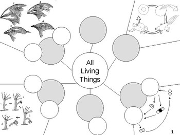 Preview of Graphic Organizer: Characteristics of Life