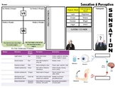 Graphic Organizer - Sensation & Perception