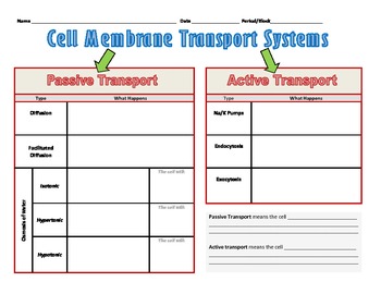 Preview of Graphic Organizer for Cell Transport Systems