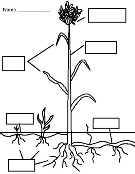 plant stem diagram blank