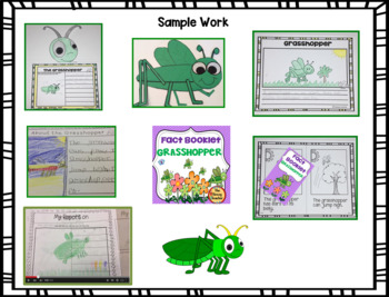 Grasshopper Facts Booklet by TheBeezyTeacher | Teachers ...