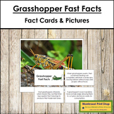 Grasshopper Fast Facts - Montessori Zoology Cards & Pictures