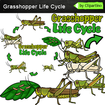 Preview of Grasshopper Life Cycle Clip art/ Bugs & Insects Clip Art commersial use
