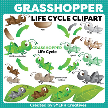 grasshopper life cycle worksheet