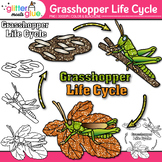 Grasshopper Life Cycle Clipart: Bugs & Insects Clip Art, P