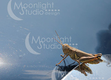 Grasshopper Photograph, Grasshopper Photo