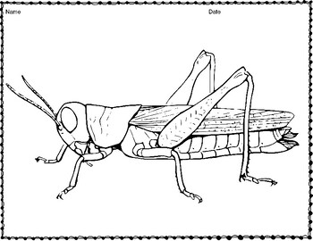 Grasshopper Templates - Printables for Classroom Crafts and Activities!