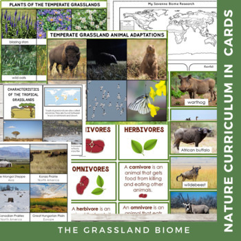 Grassland Biome Characteristics, Animal and Plant Adaptations Montessori