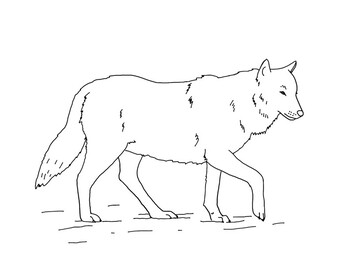 Angry grey wolf. Standing pose. Tattoo. Black and white vector  illustration, Stock Vector, Vector And Low Budget Royalty Free Image. Pic.  ESY-055981897 | agefotostock