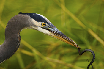 Preview of Great Blue Heron (Ardea herodias) and snake Powerpoint photo.