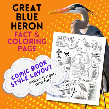 Preview of Great Blue Heron - Facts & Coloring