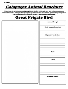Preview of Great Frigate Bird "Galapagos Animal" Brochure Worksheet & WebQuest