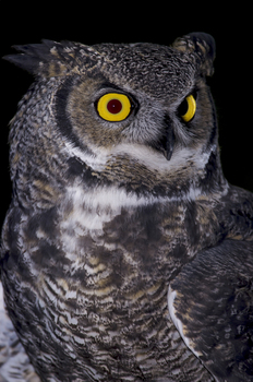 Preview of Great Horned Owl (Bubo virginianus) stock image.