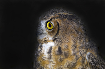 Preview of Great Horned Owl (Bubo virginianus) side view Powerpoint photo.