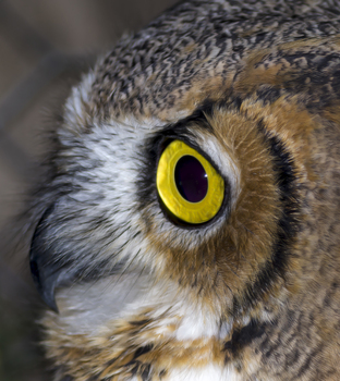 Preview of Great Horned Owl closeup (Bubo virginianus) Powerpoint photo for sale
