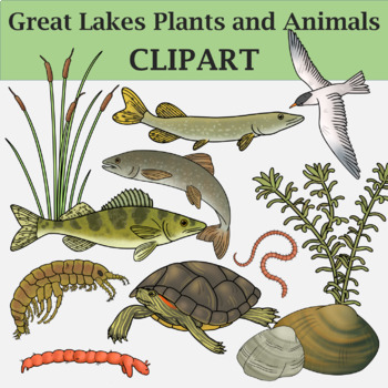 Great Lakes Plants and Animals - Ecosystem Clip Art by The Naturalist