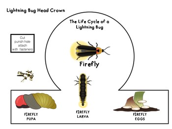 firefly life cycle