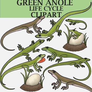 Preview of Green Anole Lizard Life Cycle Clipart